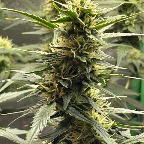 Purple lemonade  growlog timeline photo