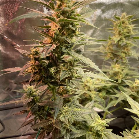 Purple lemonade  growlog timeline photo