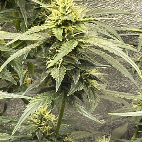 Purple lemonade  growlog timeline photo
