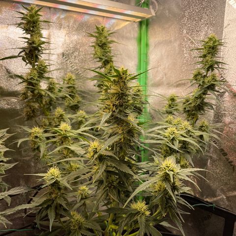 Purple lemonade  growlog timeline photo