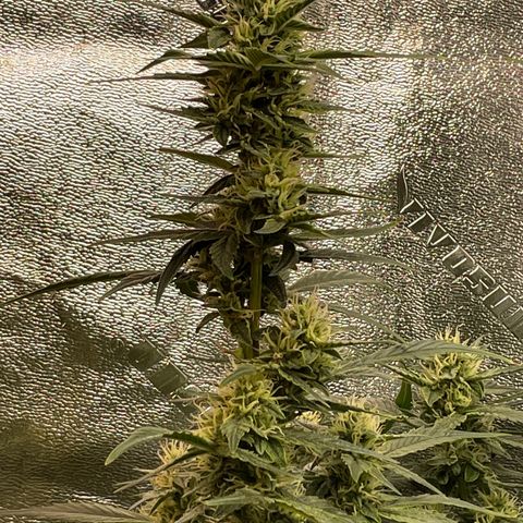 Purple lemonade  growlog timeline photo