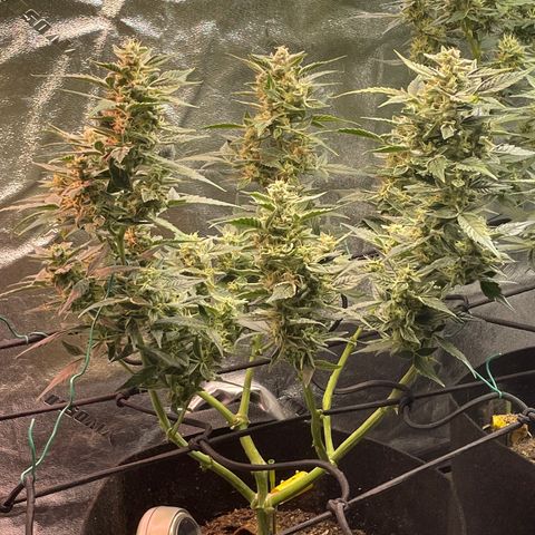 Purple lemonade  growlog photo: Man you guys she is stank and dank I’m shocked at how well they did wow oh and they’re not done yet I got some Trichome pictures also and we’re not quite ready but she’s getting there “letsgrow” 
