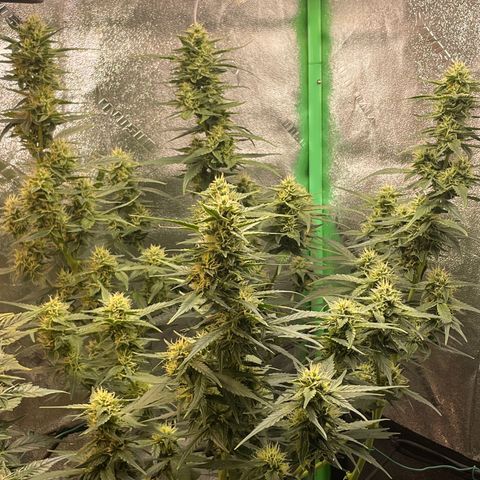 Purple lemonade  growlog photo: Man you guys she is stank and dank I’m shocked at how well they did wow oh and they’re not done yet I got some Trichome pictures also and we’re not quite ready but she’s getting there “letsgrow” 