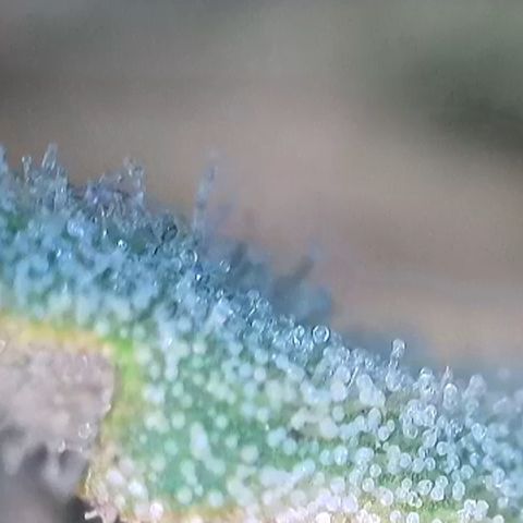 Purple lemonade  growlog photo: Here’s some Trichome porn lol