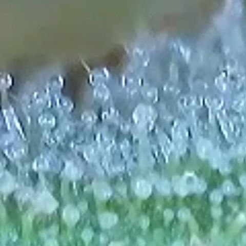 Purple lemonade  growlog photo: Here’s some Trichome porn lol