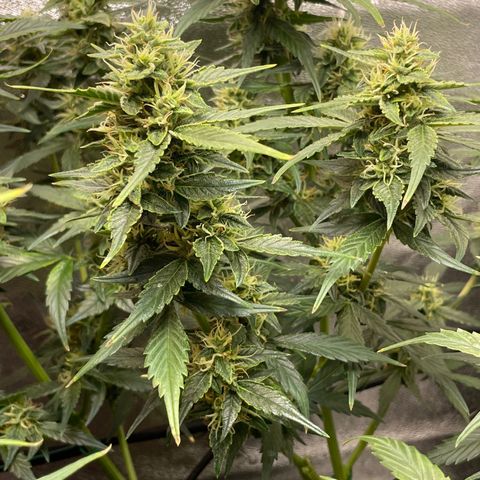 Purple lemonade  growlog timeline photo