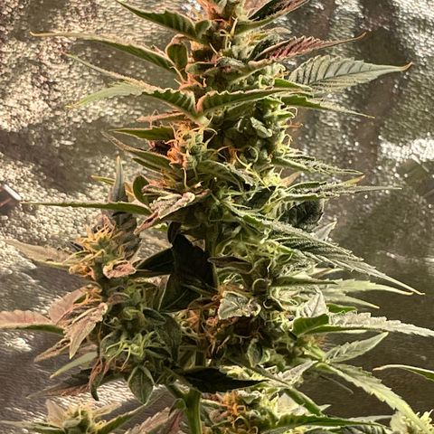 Purple lemonade  growlog timeline photo