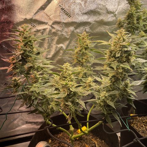 Purple lemonade  growlog timeline photo