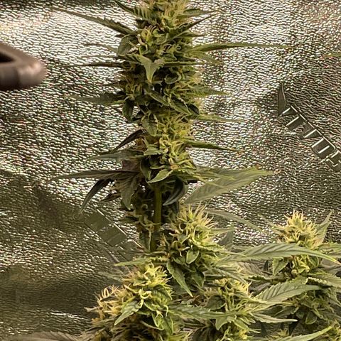 Purple lemonade  growlog timeline photo