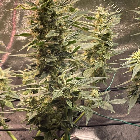 Purple lemonade  growlog timeline photo