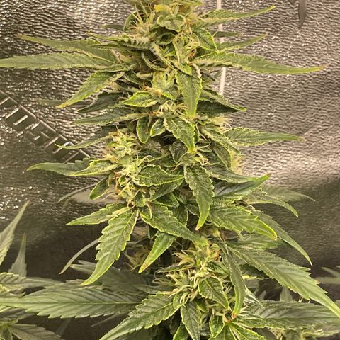 Purple lemonade  growlog timeline photo