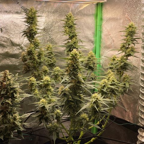Purple lemonade  growlog timeline photo