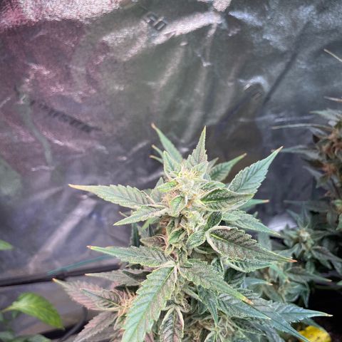 Purple lemonade  growlog timeline photo