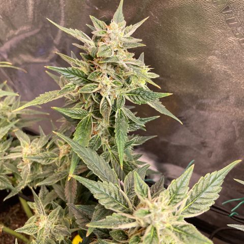 Purple lemonade  growlog timeline photo