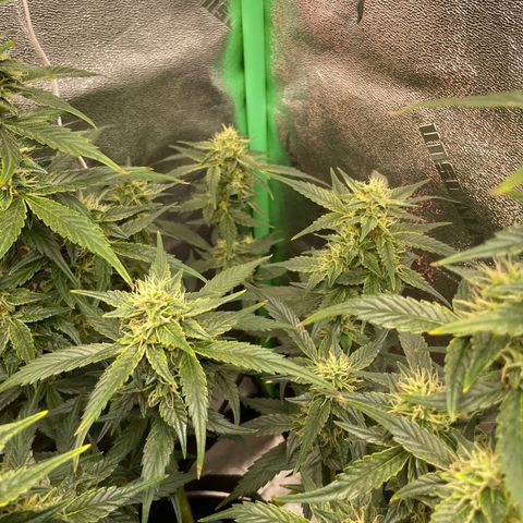 Purple lemonade  growlog timeline photo