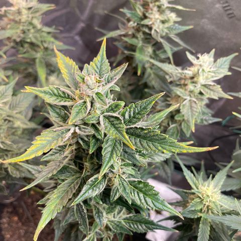 Purple lemonade  growlog timeline photo