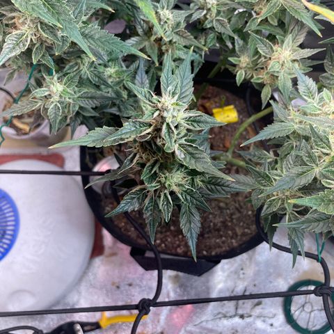 Purple lemonade  growlog timeline photo