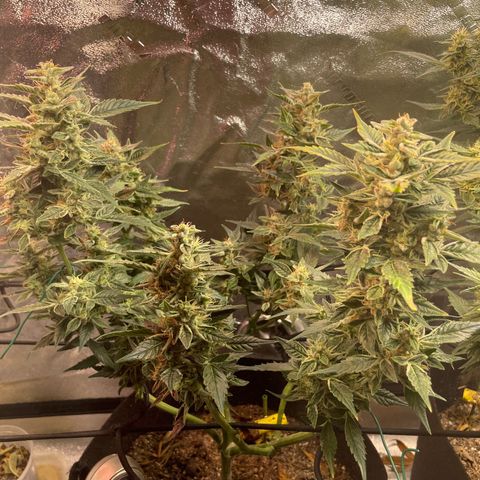 Purple lemonade  growlog timeline photo