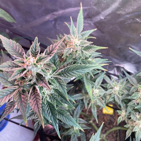 Purple lemonade  growlog timeline photo