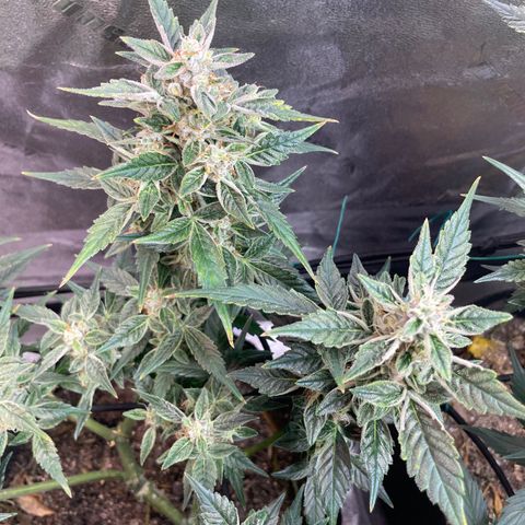 Purple lemonade  growlog timeline photo