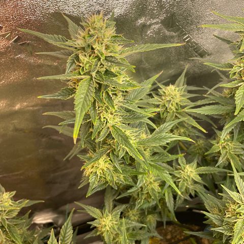 Purple lemonade  growlog timeline photo