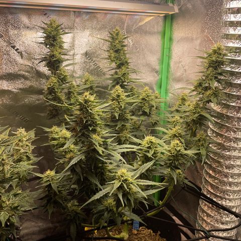 Purple lemonade  growlog timeline photo