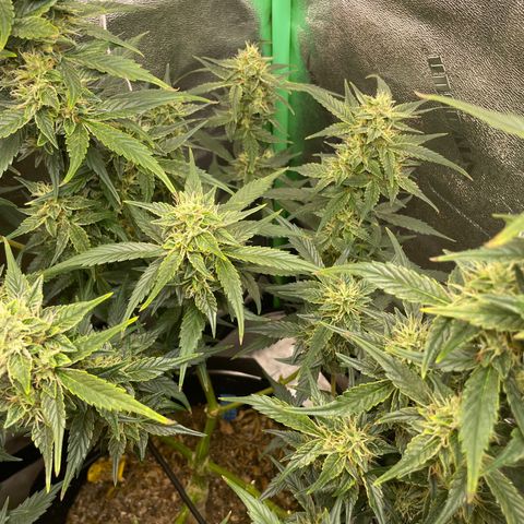 Purple lemonade  growlog timeline photo
