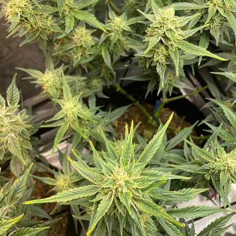 Purple lemonade  growlog timeline photo