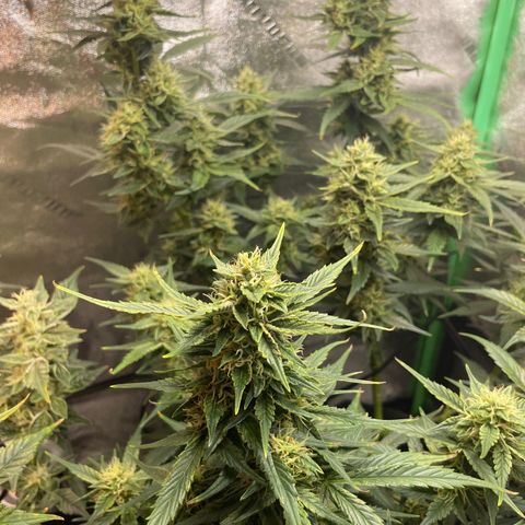 Purple lemonade  growlog timeline photo