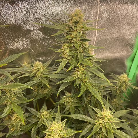 Purple lemonade  growlog timeline photo