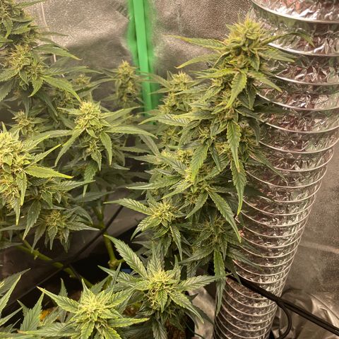 Purple lemonade  growlog timeline photo