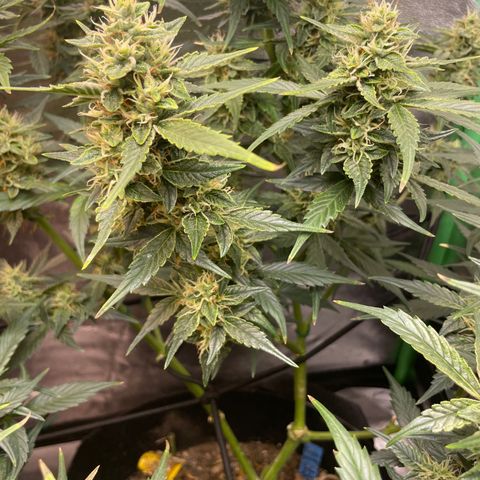 Purple lemonade  growlog timeline photo