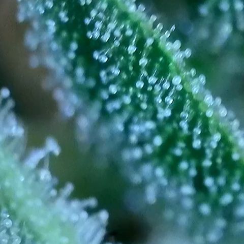 Purple lemonade  growlog photo: Here’s some pictures I took with my scope I think it’s about that time. What do you guys think?