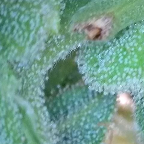 Purple lemonade  growlog photo: Here’s some pictures I took with my scope I think it’s about that time. What do you guys think?