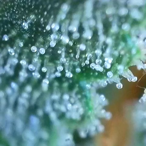 Purple lemonade  growlog photo: Here’s some pictures I took with my scope I think it’s about that time. What do you guys think?