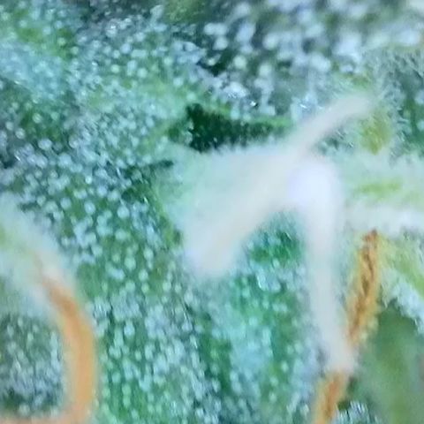 Purple lemonade  growlog photo: Here’s some pictures I took with my scope I think it’s about that time. What do you guys think?