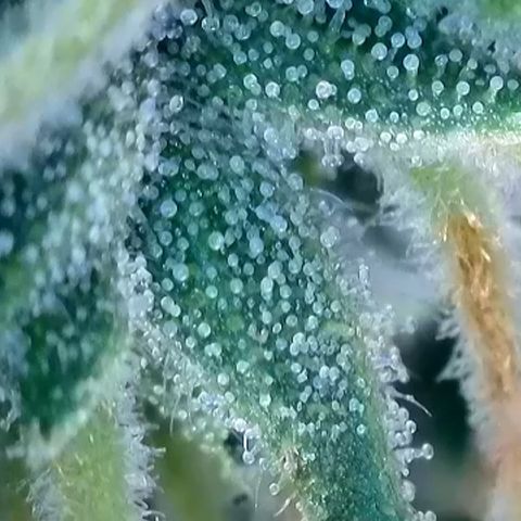 Purple lemonade  growlog photo: Here’s some pictures I took with my scope I think it’s about that time. What do you guys think?
