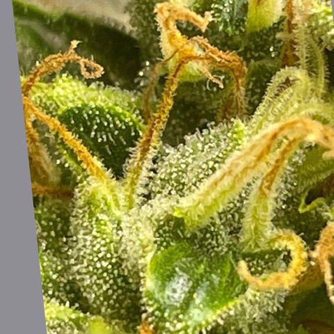 Purple lemonade  growlog photo: I’m going to harvest guys I think it’s time I was gonna wait till full moon 🌕 but I don’t think it’s a wise idea to wait for one reason is one of my plants way over due so I’m hoping it is not too late so anyway the bigger one is in its peak for how I like mine mainly milky and a little bit of amber 5 to 10% so we’ll see 