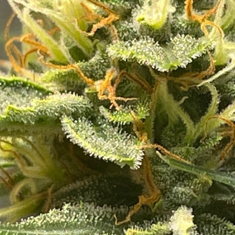 Purple lemonade  growlog photo: I’m going to harvest guys I think it’s time I was gonna wait till full moon 🌕 but I don’t think it’s a wise idea to wait for one reason is one of my plants way over due so I’m hoping it is not too late so anyway the bigger one is in its peak for how I like mine mainly milky and a little bit of amber 5 to 10% so we’ll see 