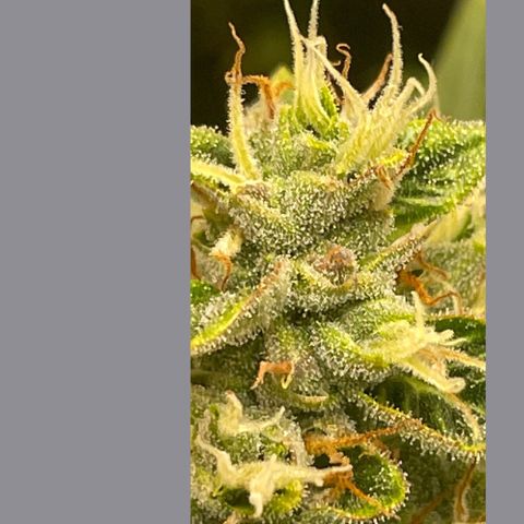 Purple lemonade  growlog photo: I’m going to harvest guys I think it’s time I was gonna wait till full moon 🌕 but I don’t think it’s a wise idea to wait for one reason is one of my plants way over due so I’m hoping it is not too late so anyway the bigger one is in its peak for how I like mine mainly milky and a little bit of amber 5 to 10% so we’ll see 