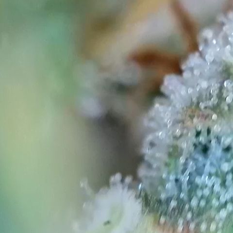 Purple lemonade  growlog photo: I’m going to harvest guys I think it’s time I was gonna wait till full moon 🌕 but I don’t think it’s a wise idea to wait for one reason is one of my plants way over due so I’m hoping it is not too late so anyway the bigger one is in its peak for how I like mine mainly milky and a little bit of amber 5 to 10% so we’ll see 