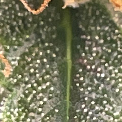 Purple lemonade  growlog photo: I’m going to harvest guys I think it’s time I was gonna wait till full moon 🌕 but I don’t think it’s a wise idea to wait for one reason is one of my plants way over due so I’m hoping it is not too late so anyway the bigger one is in its peak for how I like mine mainly milky and a little bit of amber 5 to 10% so we’ll see 