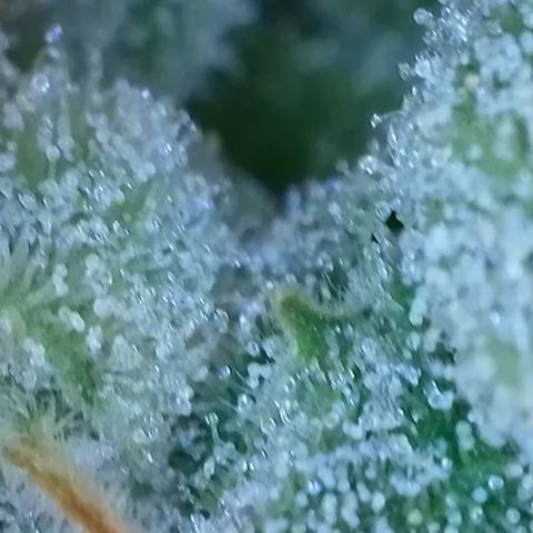 Purple lemonade  growlog photo: I’m going to harvest guys I think it’s time I was gonna wait till full moon 🌕 but I don’t think it’s a wise idea to wait for one reason is one of my plants way over due so I’m hoping it is not too late so anyway the bigger one is in its peak for how I like mine mainly milky and a little bit of amber 5 to 10% so we’ll see 