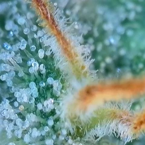 Purple lemonade  growlog photo: I’m going to harvest guys I think it’s time I was gonna wait till full moon 🌕 but I don’t think it’s a wise idea to wait for one reason is one of my plants way over due so I’m hoping it is not too late so anyway the bigger one is in its peak for how I like mine mainly milky and a little bit of amber 5 to 10% so we’ll see 