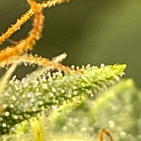Purple lemonade  growlog photo: I’m going to harvest guys I think it’s time I was gonna wait till full moon 🌕 but I don’t think it’s a wise idea to wait for one reason is one of my plants way over due so I’m hoping it is not too late so anyway the bigger one is in its peak for how I like mine mainly milky and a little bit of amber 5 to 10% so we’ll see 