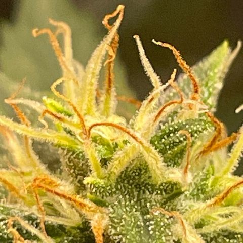 Purple lemonade  growlog photo: I’m going to harvest guys I think it’s time I was gonna wait till full moon 🌕 but I don’t think it’s a wise idea to wait for one reason is one of my plants way over due so I’m hoping it is not too late so anyway the bigger one is in its peak for how I like mine mainly milky and a little bit of amber 5 to 10% so we’ll see 