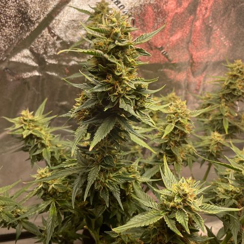 Purple lemonade  growlog photo: Lord they are really fattening up and stinky I’m telling you 