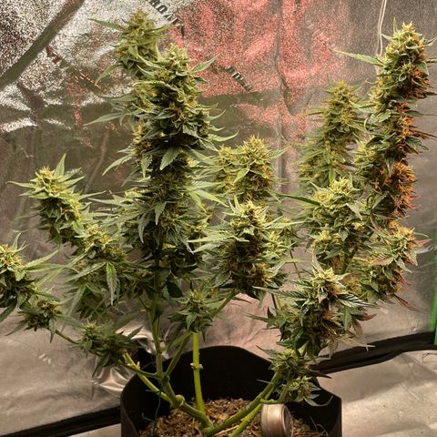 Purple lemonade  growlog photo: Lord they are really fattening up and stinky I’m telling you 