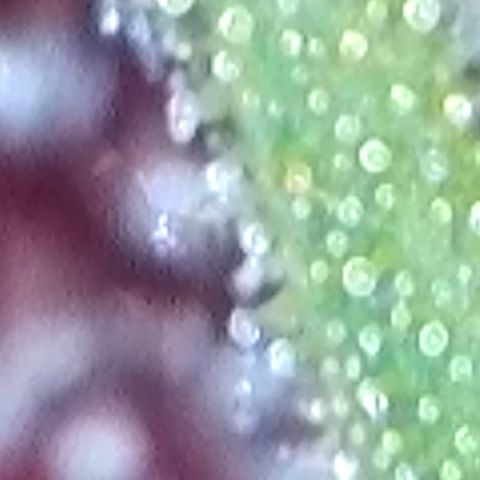 Purple lemonade  growlog photo: I think it’s time boys and girls I’m gonna chop this big boy tonight I’m gonna let what lunar pull on the plant tonight and then I’ll chop it 