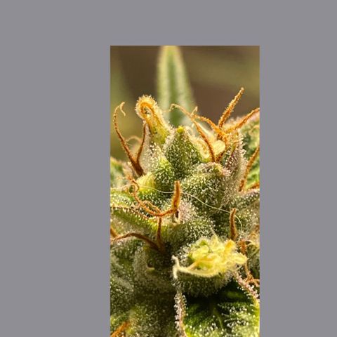 Purple lemonade  growlog timeline photo